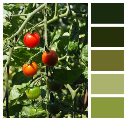 Maturation Tomatoes Maturation Process Image